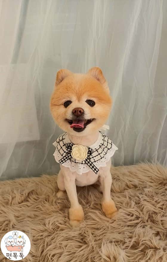 면목독 애견미용실 · 네이버 지도·플레이스 3