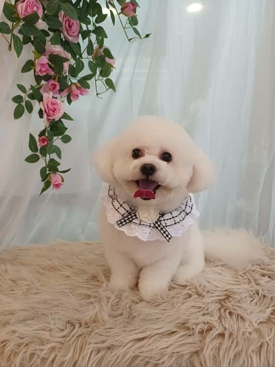 면목독 애견미용실 · 네이버 지도·플레이스 4