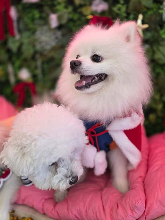 탑독애견카페 · 네이버 지도·플레이스 8