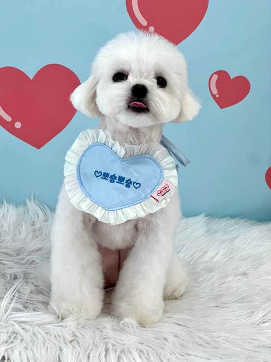 뽀숑뽀숑 · 네이버 지도·플레이스 3