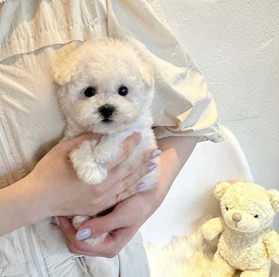 아임독 · 네이버 지도·플레이스 2
