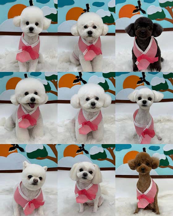 살롱드멍멍 · 네이버 지도·플레이스 4