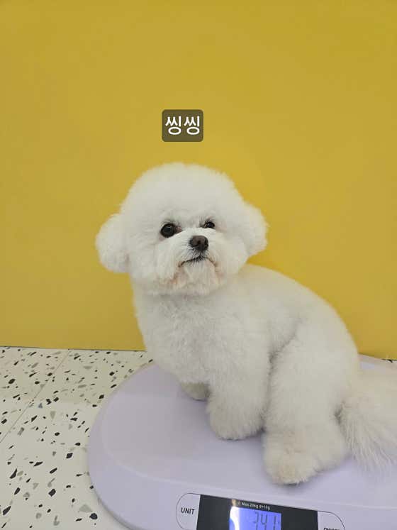 예쁜댕 · 네이버 지도·플레이스 4