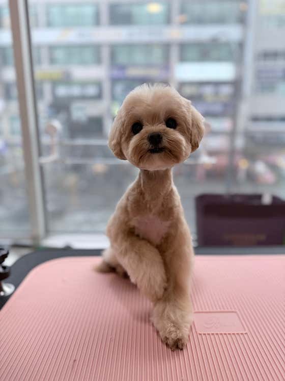 아르떼그룸 애견미용실 · 네이버 지도·플레이스 3
