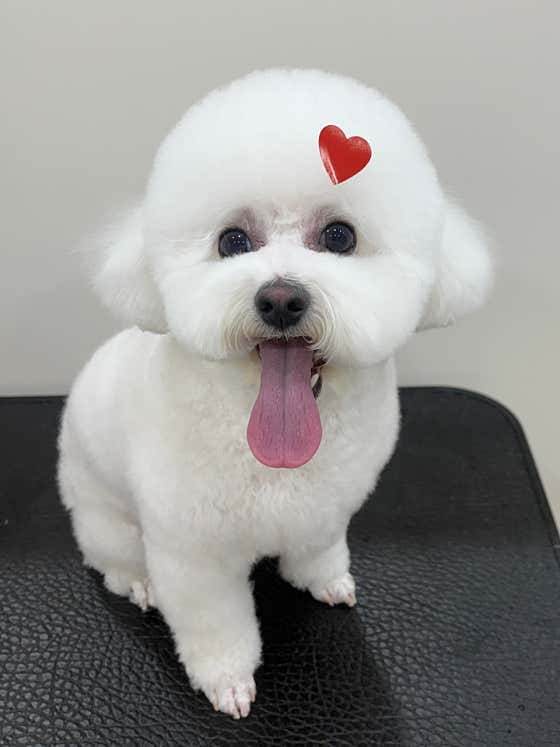 뽀도독살롱 · 네이버 지도·플레이스 4