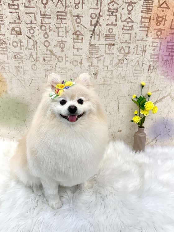 펫온느 · 네이버 지도·플레이스 3