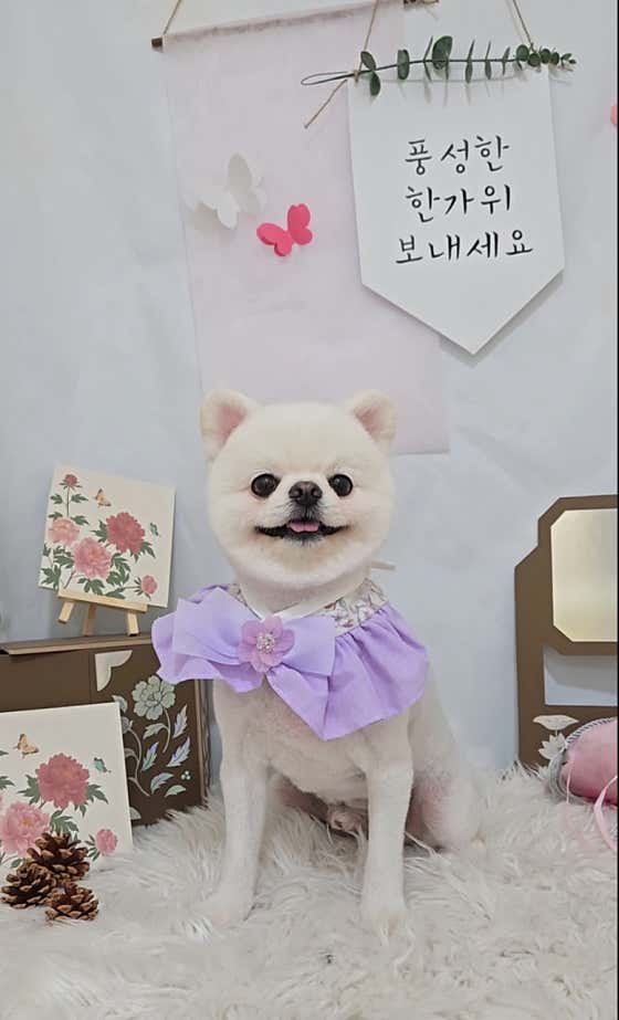 멍블리펫뷰티 · 네이버 지도·플레이스 10