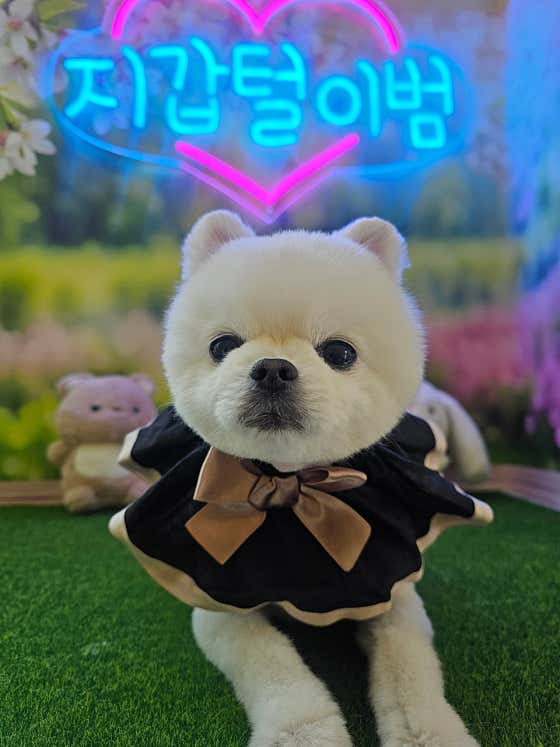 미소애견미용실 · 네이버 지도·플레이스 8