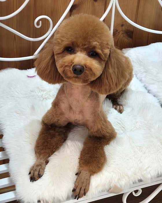 룰루랄라애견미용실 · 네이버 지도·플레이스 7