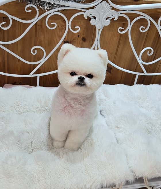 룰루랄라애견미용실 · 네이버 지도·플레이스 6