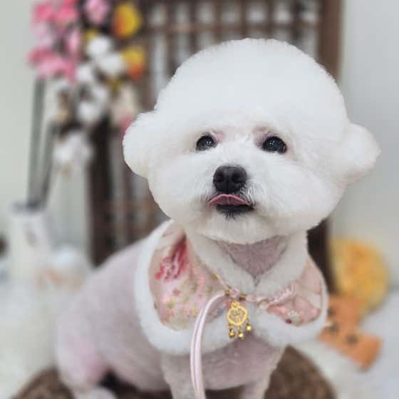 라뽀독 애견미용실 대표이미지