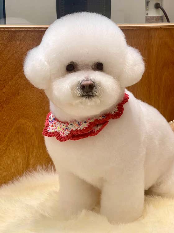 베베숑펫살롱 대표이미지