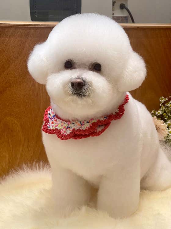 베베숑펫살롱 · 네이버 지도·플레이스 9
