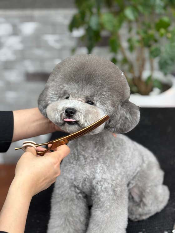 솔솔펫살롱 · 네이버 지도·플레이스 6