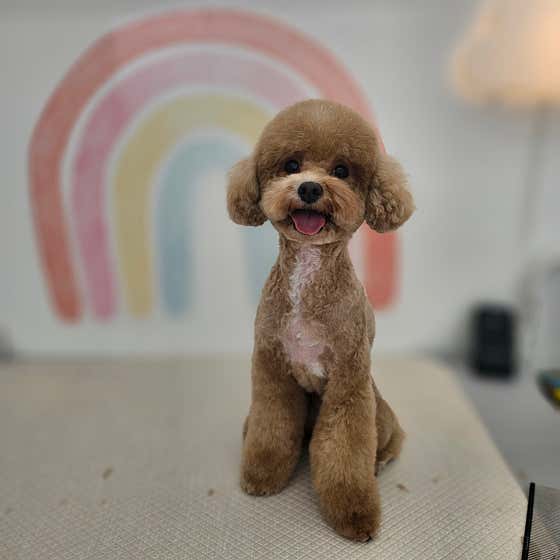 용덕이네 강아지미용실 · 네이버 지도·플레이스 7