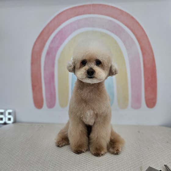 용덕이네 강아지미용실 · 네이버 지도·플레이스 6