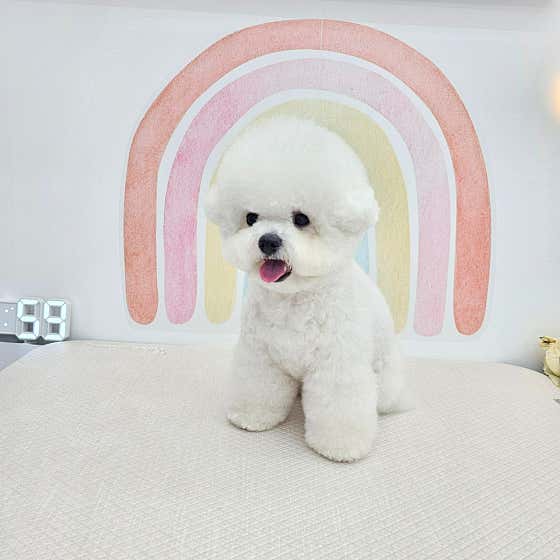 용덕이네 강아지미용실 · 네이버 지도·플레이스 3