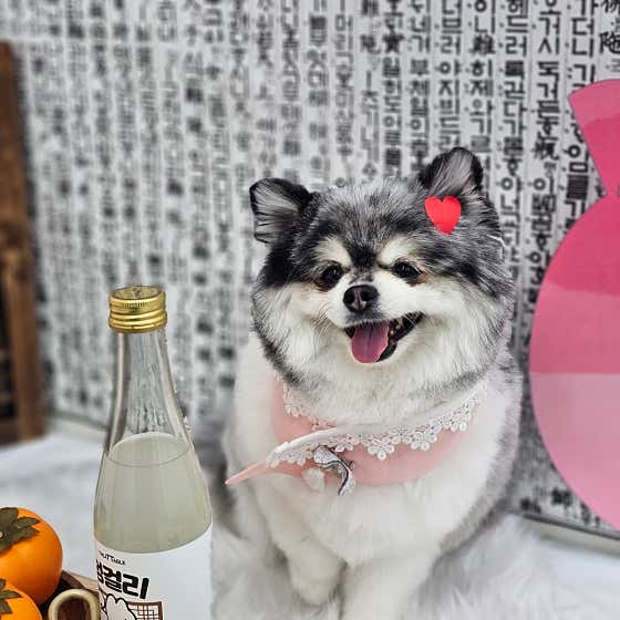 뽀송댕애견미용실 · 네이버 지도·플레이스 9