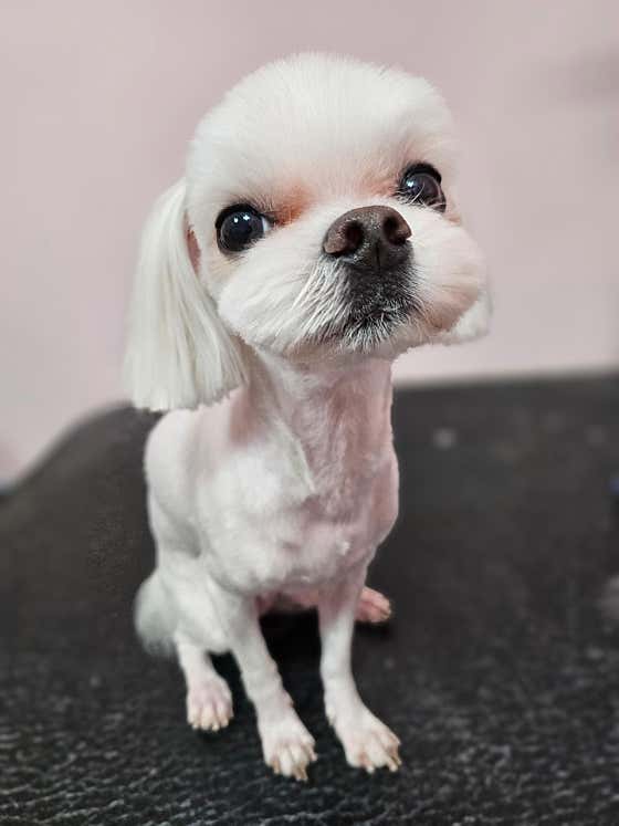멍멍애견미용 · 네이버 지도·플레이스 6