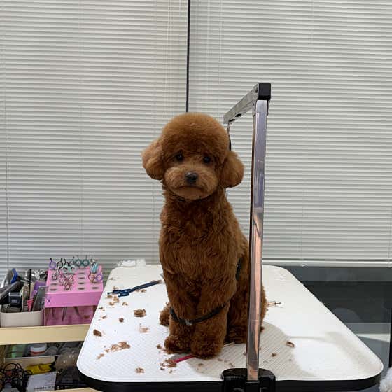 댕스라지 · 네이버 지도·플레이스 4
