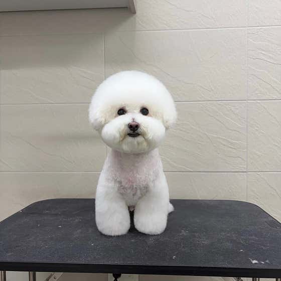 댕스라지 · 네이버 지도·플레이스 7