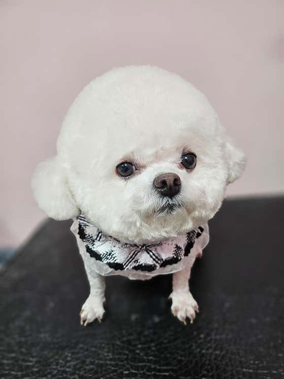 멍멍애견미용 · 네이버 지도·플레이스 9