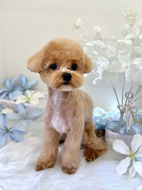 미용오개 애견미용실 모현점