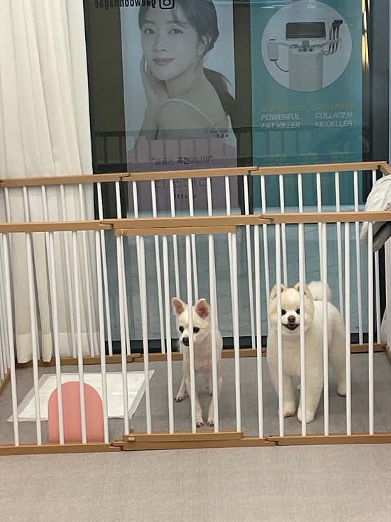 개운하개 애견미용실 · 네이버 지도·플레이스 4