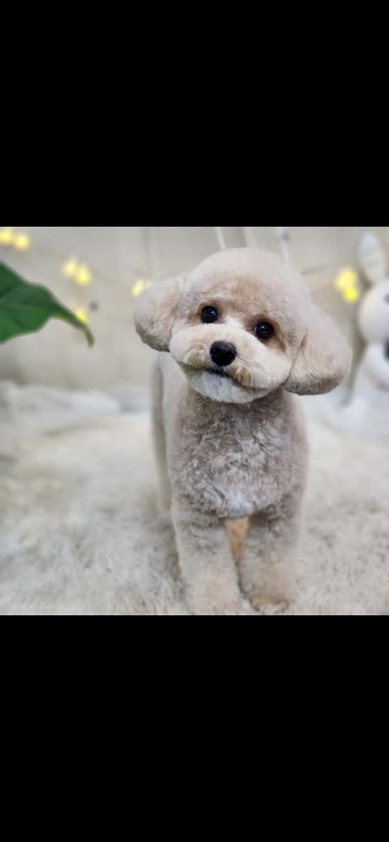 푸딩이네 · 네이버 지도·플레이스 6
