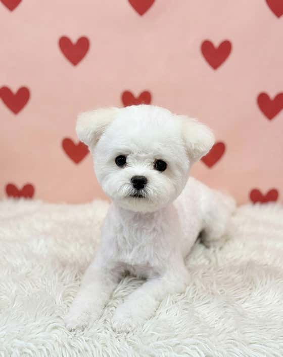 단추펫살롱 · 네이버 지도·플레이스 10