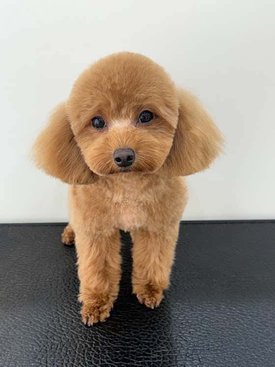 뽀도독살롱 · 네이버 지도·플레이스 3