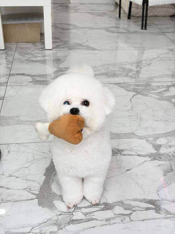 아기강아지 · 네이버 지도·플레이스 5