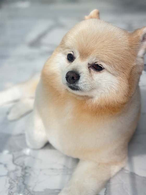 아기강아지 · 네이버 지도·플레이스 9