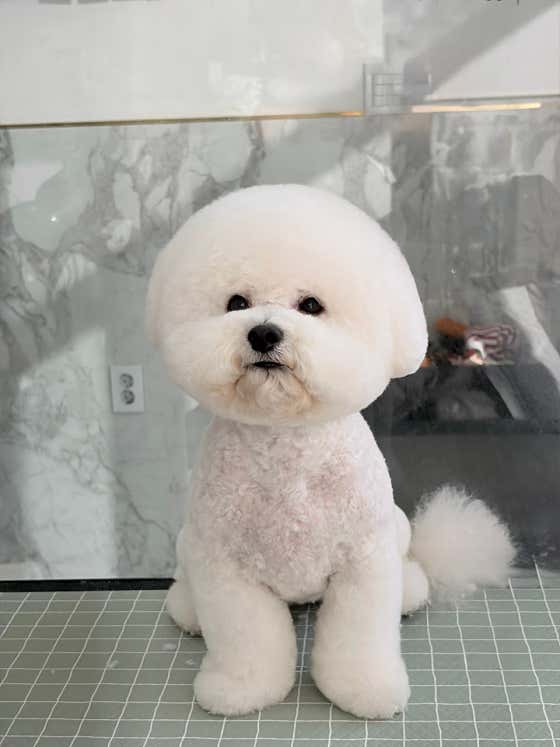 아기강아지