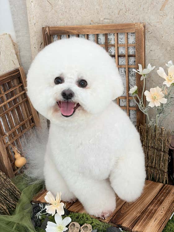 아기강아지 · 네이버 지도·플레이스 4