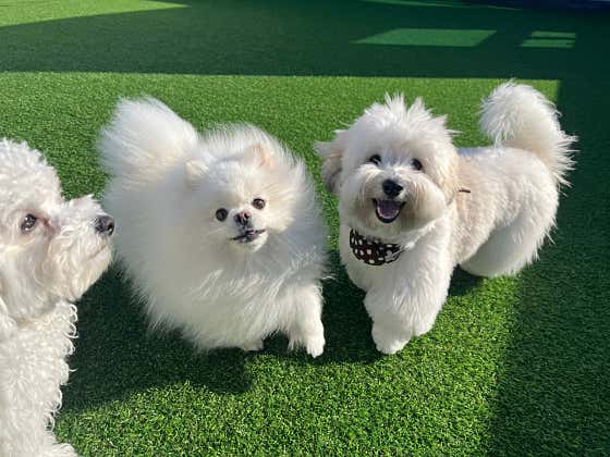 놀고가개 애견유치원&애견놀이방&애견호텔 대표이미지