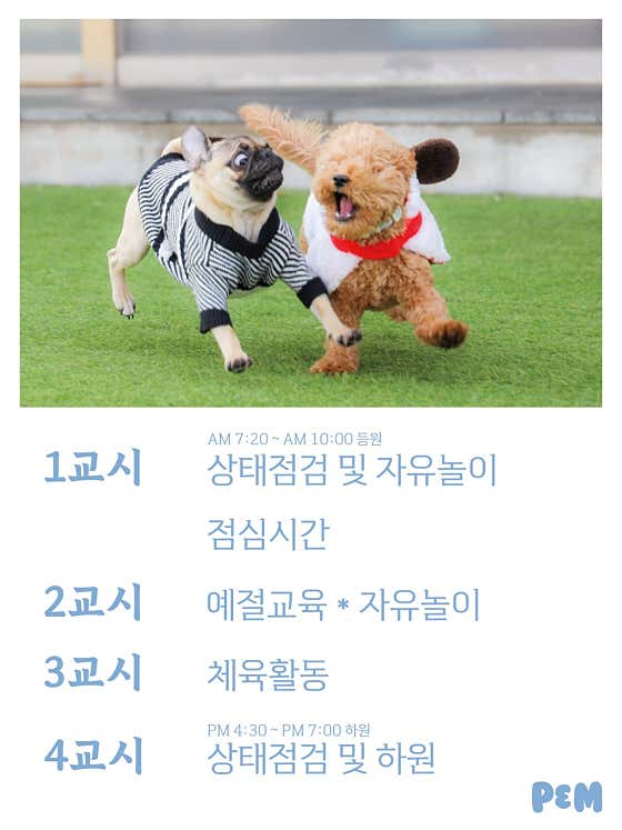 P&M반려견전문유치원 애견유치원 광주본점 · 네이버 지도·플레이스 8