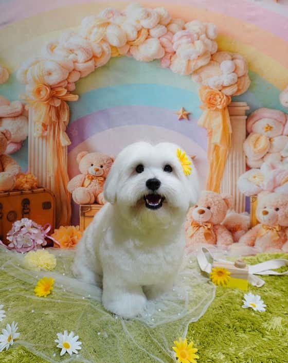 강아지놀이터 · 네이버 지도·플레이스 10