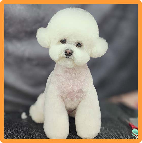 애지중지 애견미용 대표이미지