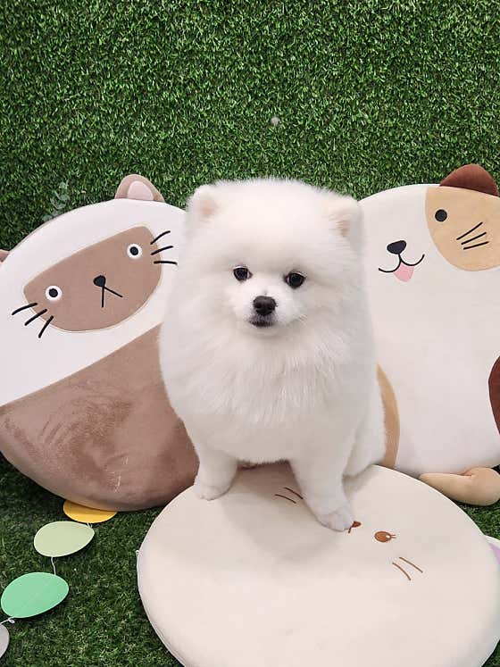 퍼피블링 · 네이버 지도·플레이스 5