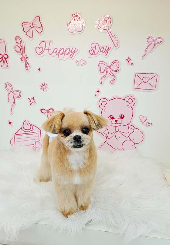 끌리개 · 네이버 지도·플레이스 2
