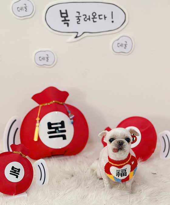 댕댕이발소 · 네이버 지도·플레이스 9