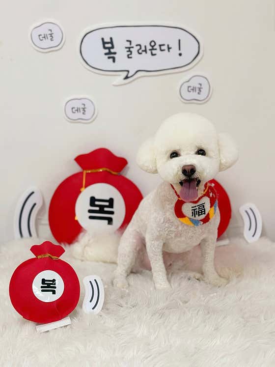 댕댕이발소 · 네이버 지도·플레이스 8
