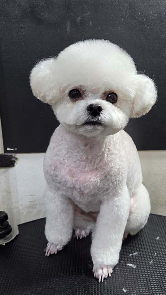 숲속애견샵 · 네이버 지도·플레이스 9