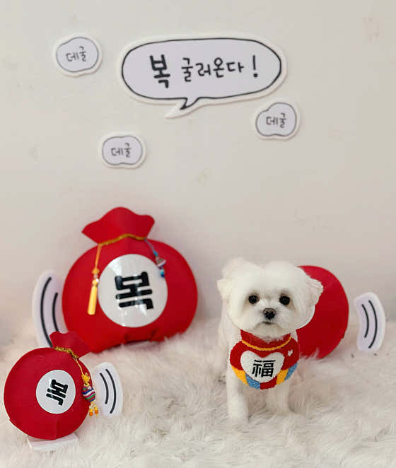 댕댕이발소 · 네이버 지도·플레이스 10