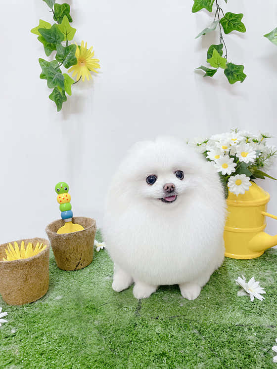 견생의하루 펫살롱 일산본점 · 네이버 지도·플레이스 3