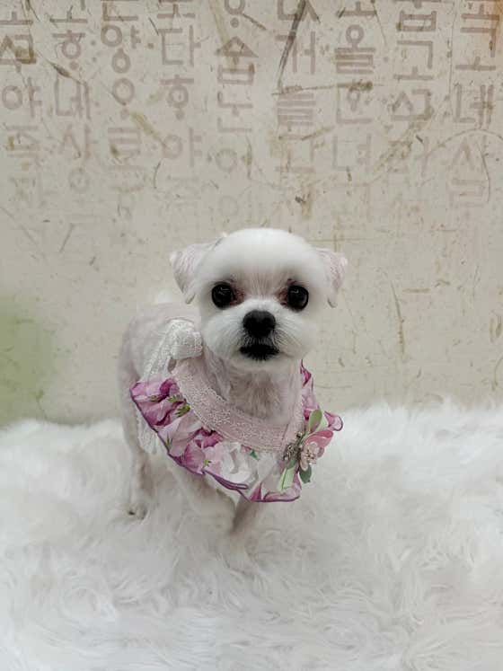 디어마이몽 · 네이버 지도·플레이스 5