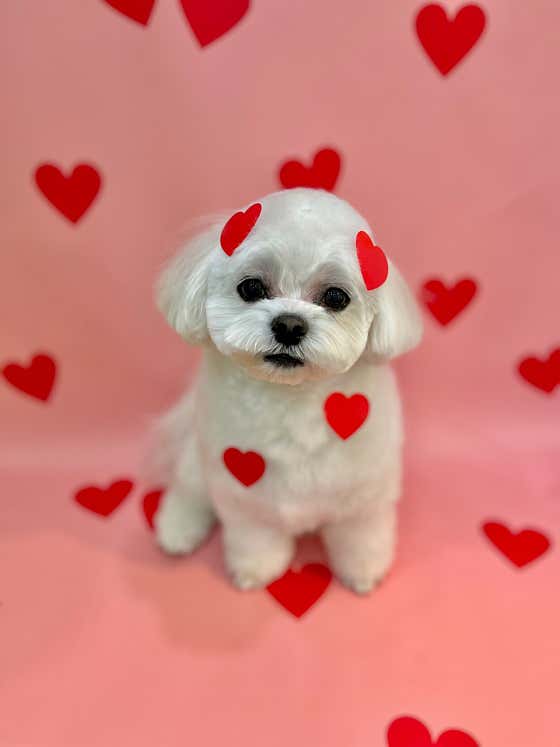 뽀도독
