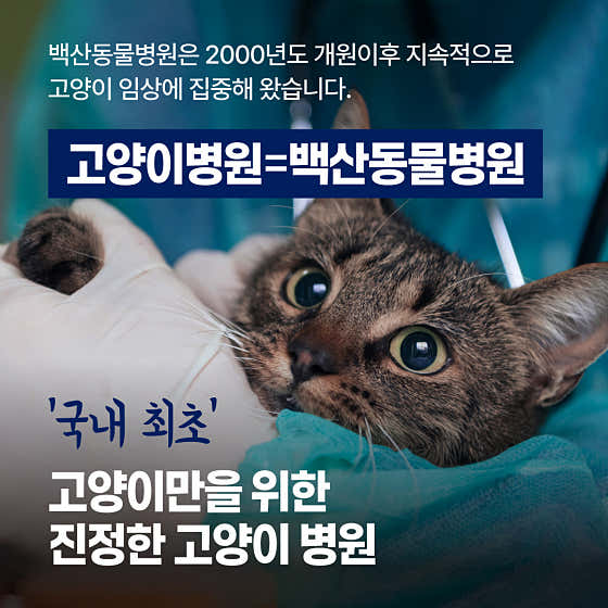 고양이 병원 백산동물병원 대표이미지