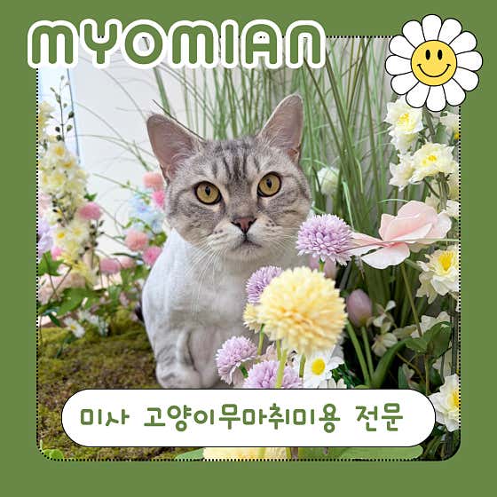 미사 고양이 미용 호텔 묘미앤 · 네이버 지도·플레이스 6